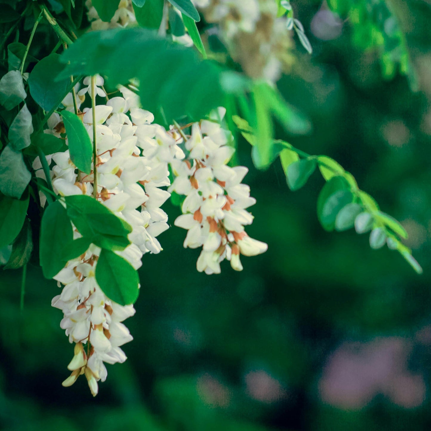 Deutscher Honig - Akazienhonig