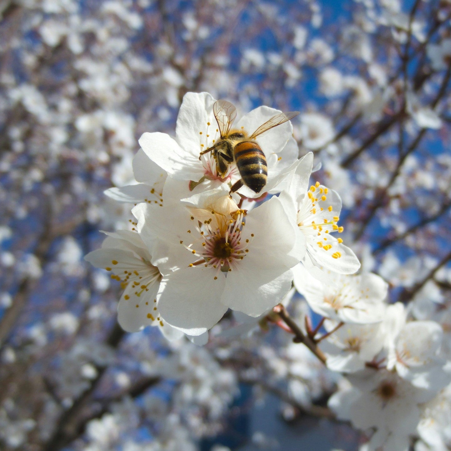 Kirschblüten - Honig aus Italien