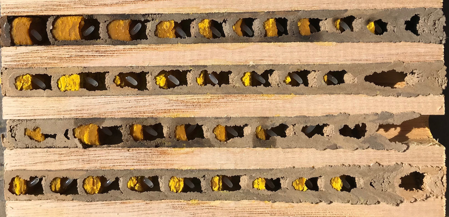 Nisthilfe für Wildbienen