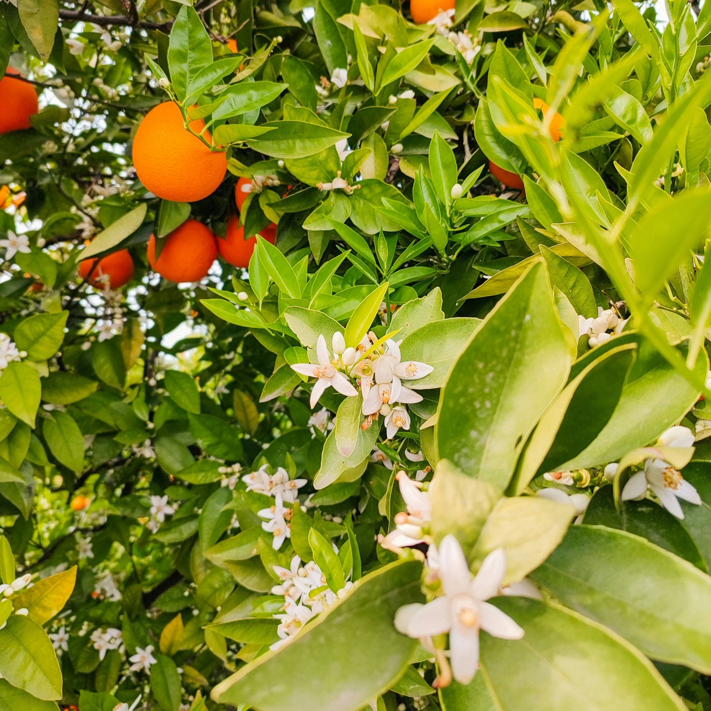 Orangenblüten - Honig aus Spanien