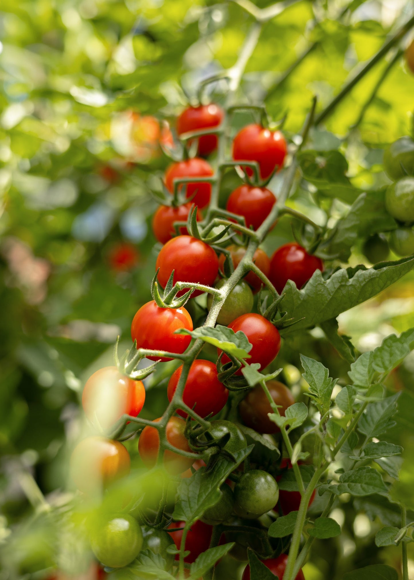 Wildtomate - Tomatensamen - Historische Sorte