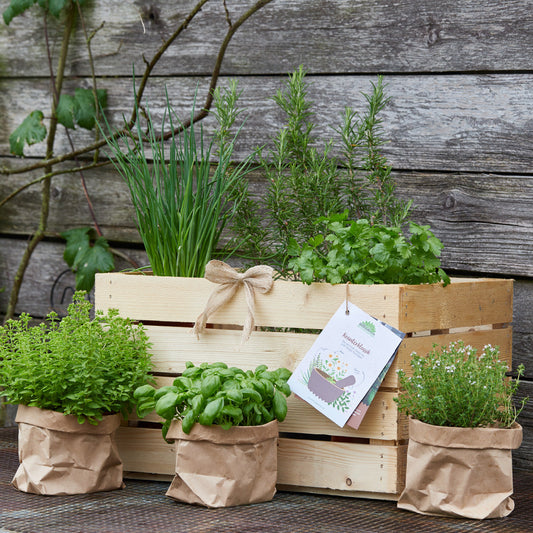 Kräuterkiste "Kräuterklassik"