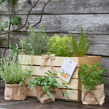 Kräuterkiste "Küchengourmet"