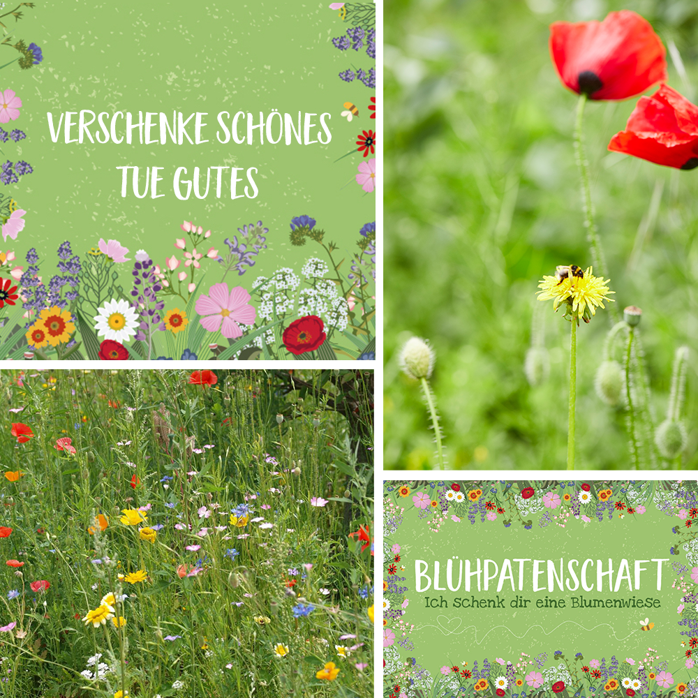 Blühpatenschaft für 10 m² Blumenwiese