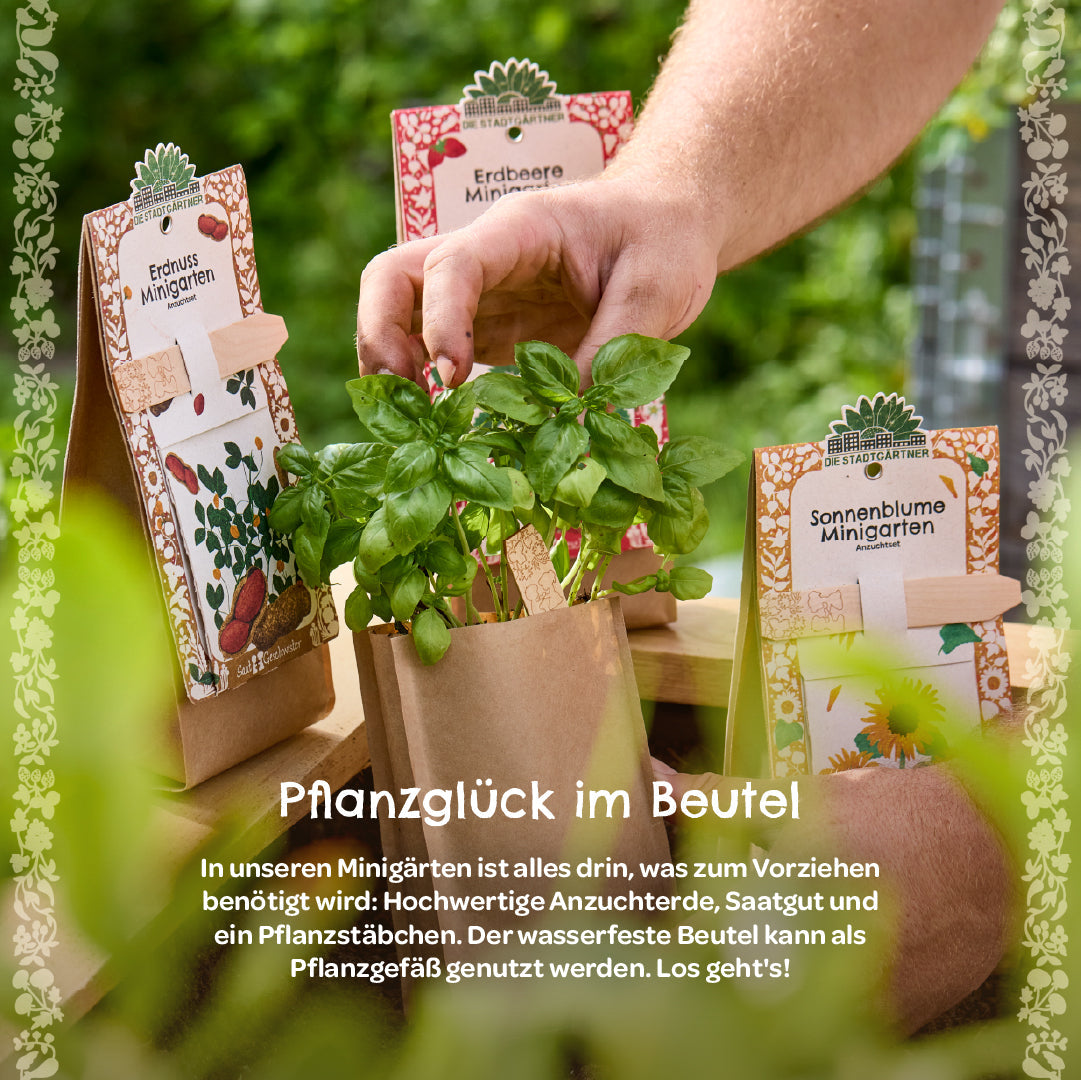 Anzuchtset – Minigarten Erdnuss