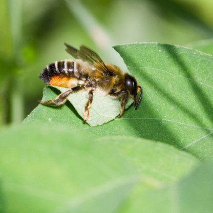 Nisthilfe für Wildbienen