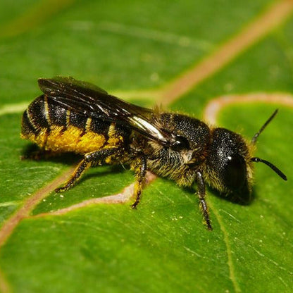 Nisthilfe für Wildbienen