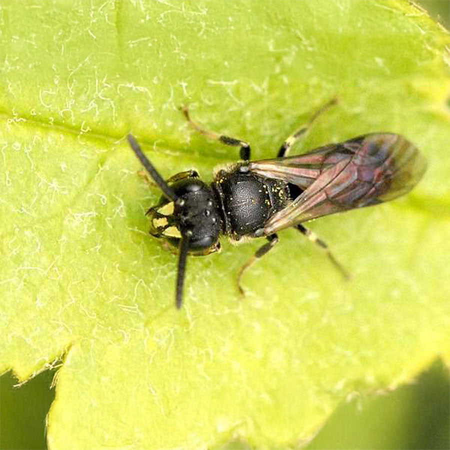 Insektenhotel aus Ahornholz
