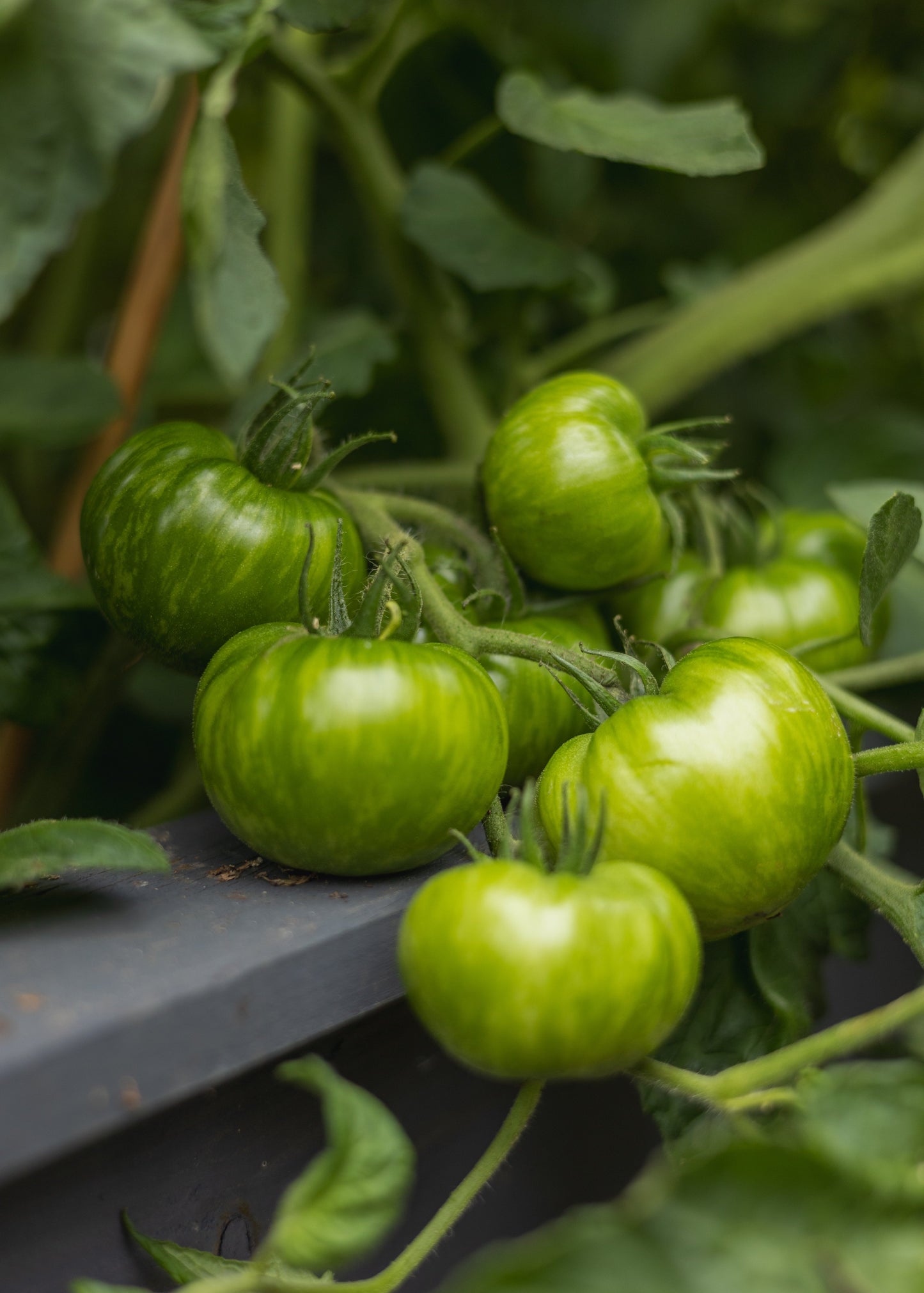 Green Zebra - Tomatensamen