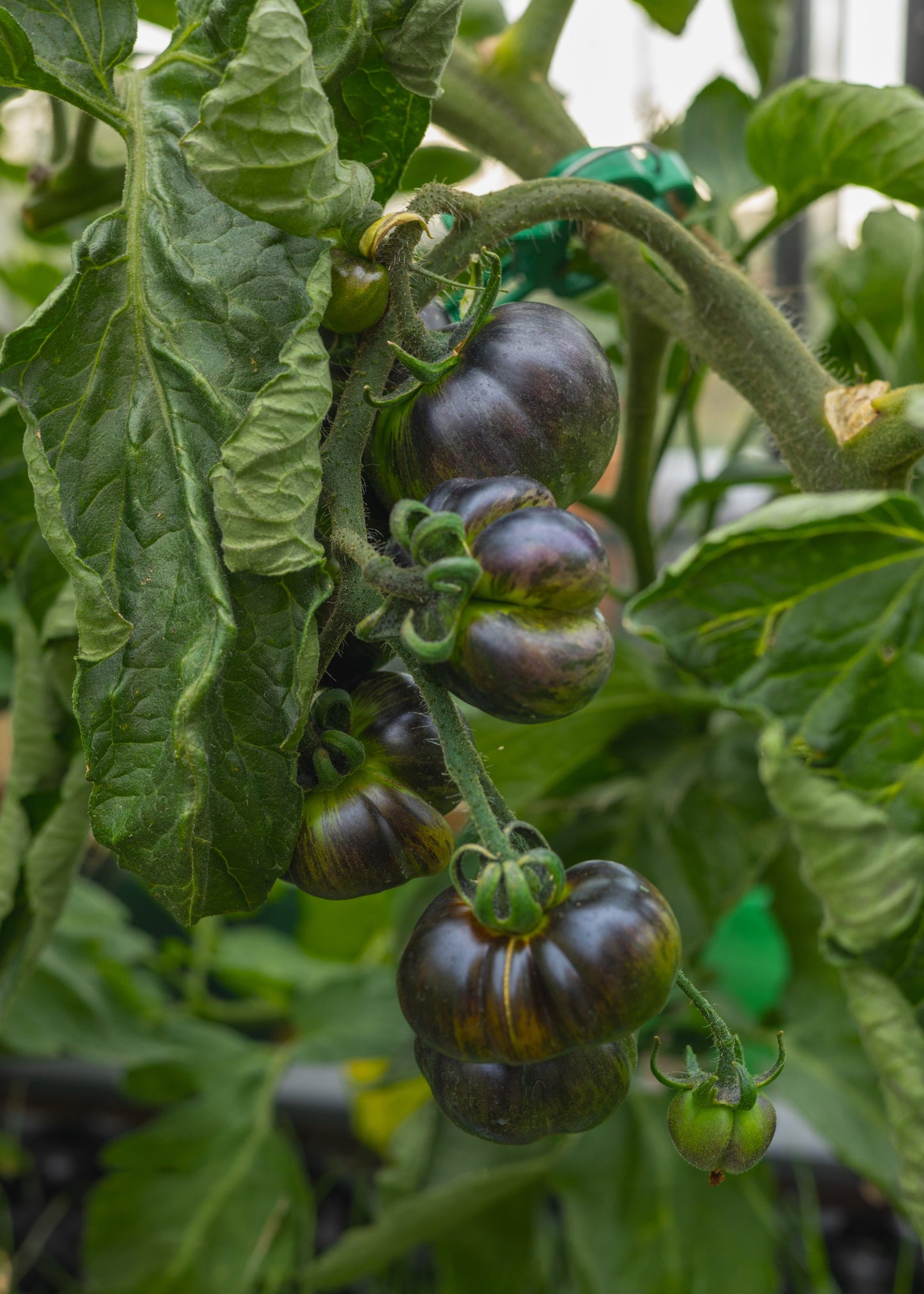 Blue Green Zebra - Tomatensamen