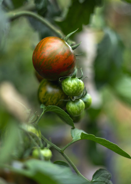Black Zebra - Tomatensamen