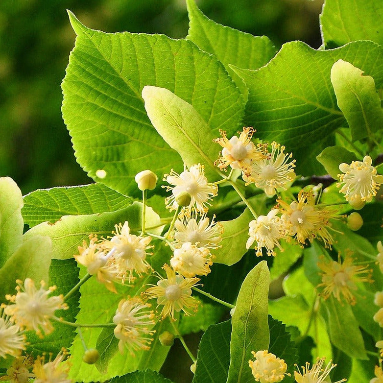 Deutscher Honig - Lindenhonig