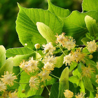 Deutscher Honig - Lindenhonig