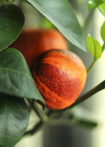 Regenbogen-Orange - Orangensamen