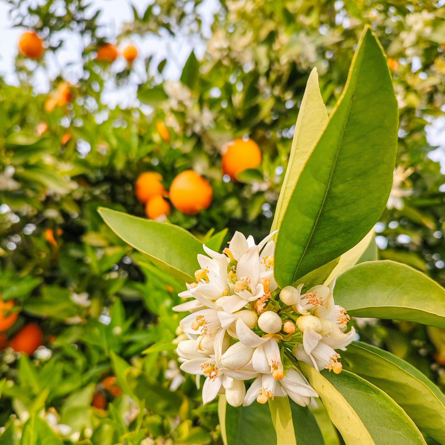 Orangenblüten - Honig aus Spanien