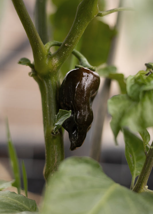 Habanero Chocolate - Chilisamen