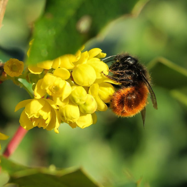 Insektenhotel aus Ahornholz
