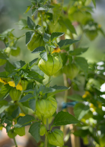 Tomatillo - Physalissamen
