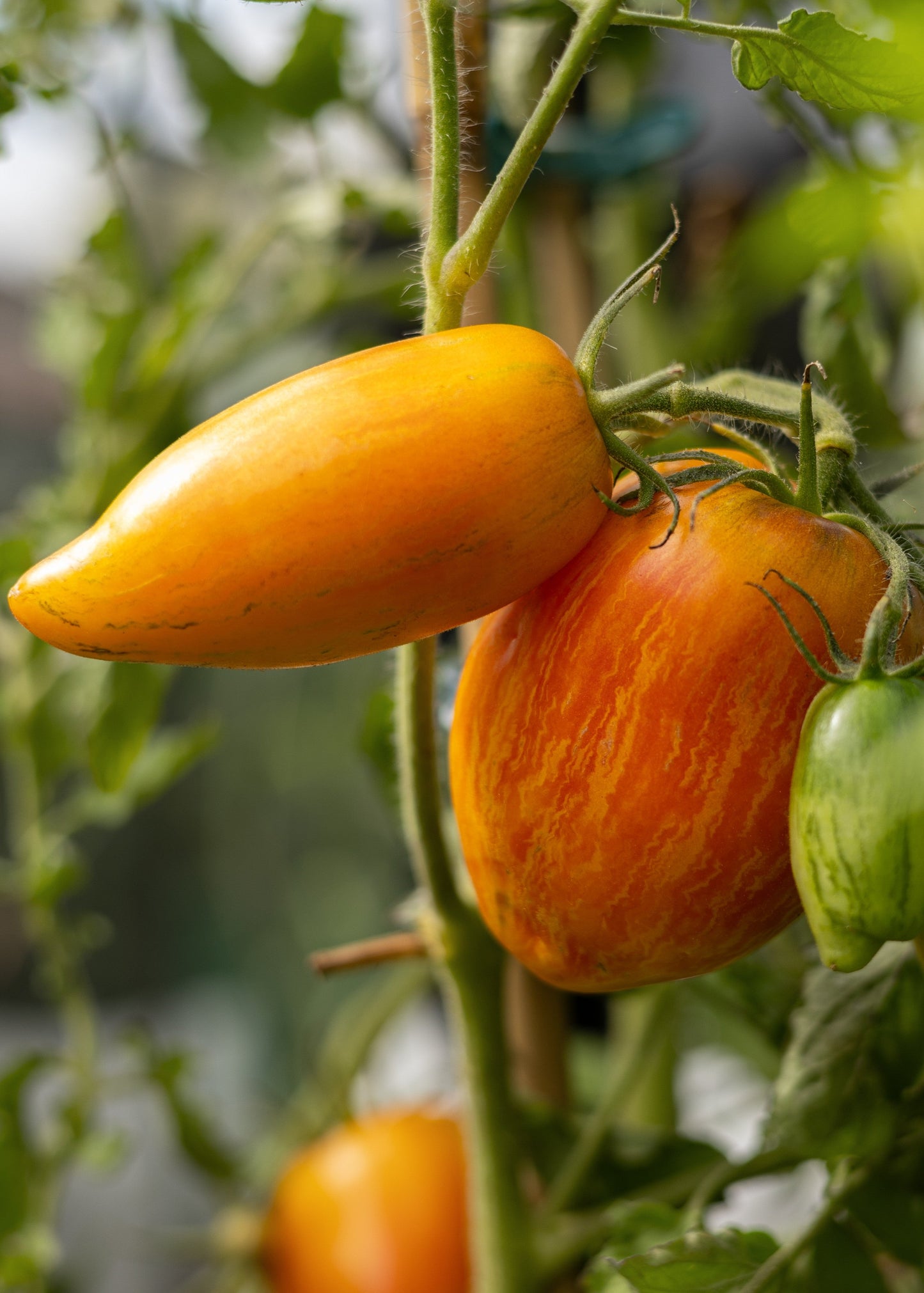 Yellow Fire - Tomatensamen