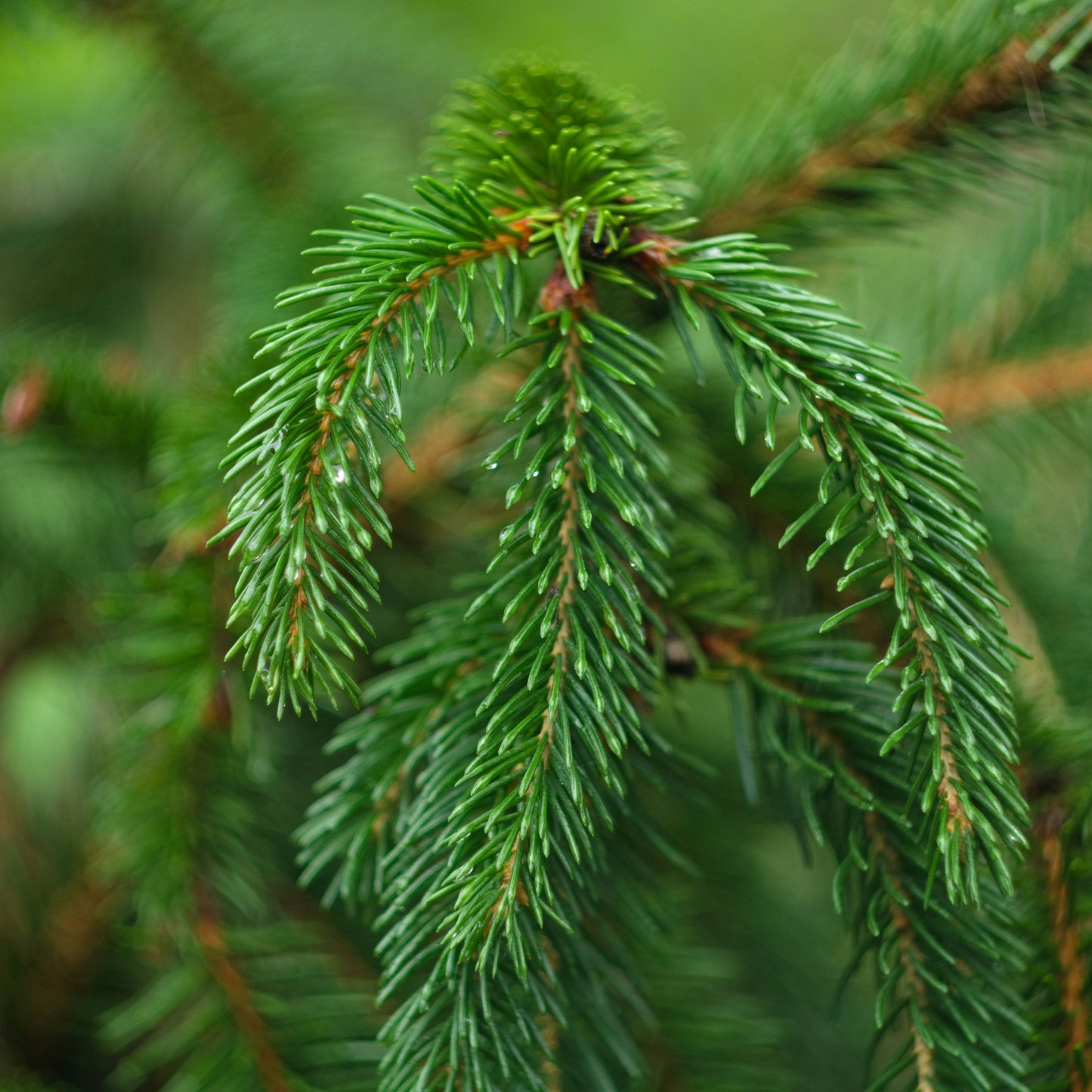 Deutscher Honig - Waldhonig