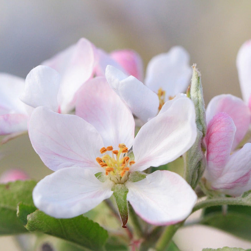 Deutscher Honig - Frühtracht