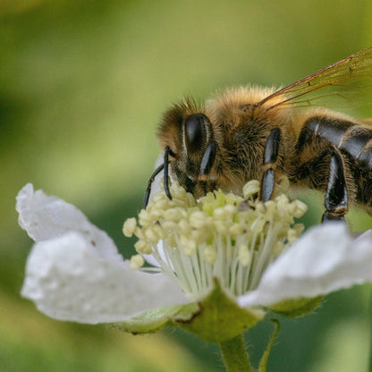 Deutscher Honig - Sommertracht