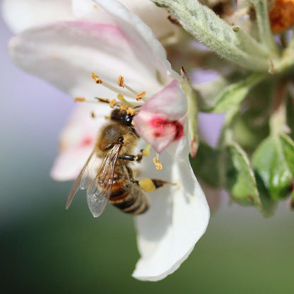 Deutscher Honig - Frühtracht