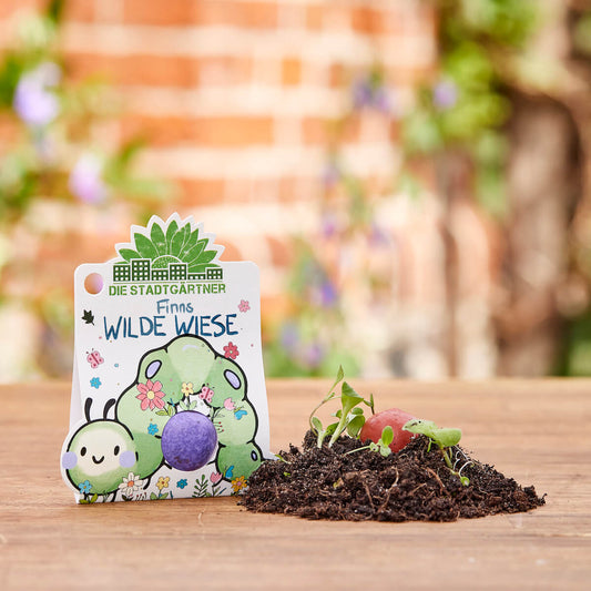 1 Blumenmurmel "Finns Wilde Wiese"
