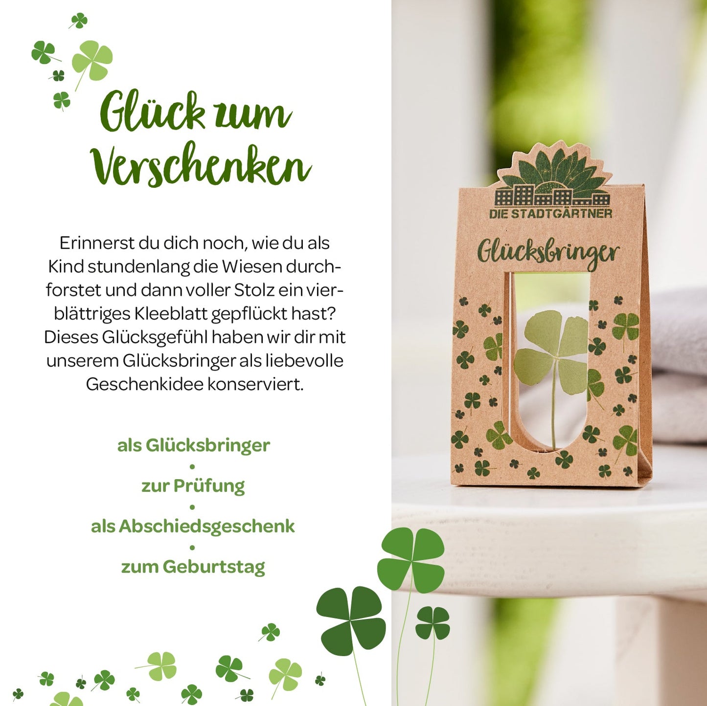 Glücksbringer – Echtes Kleeblatt