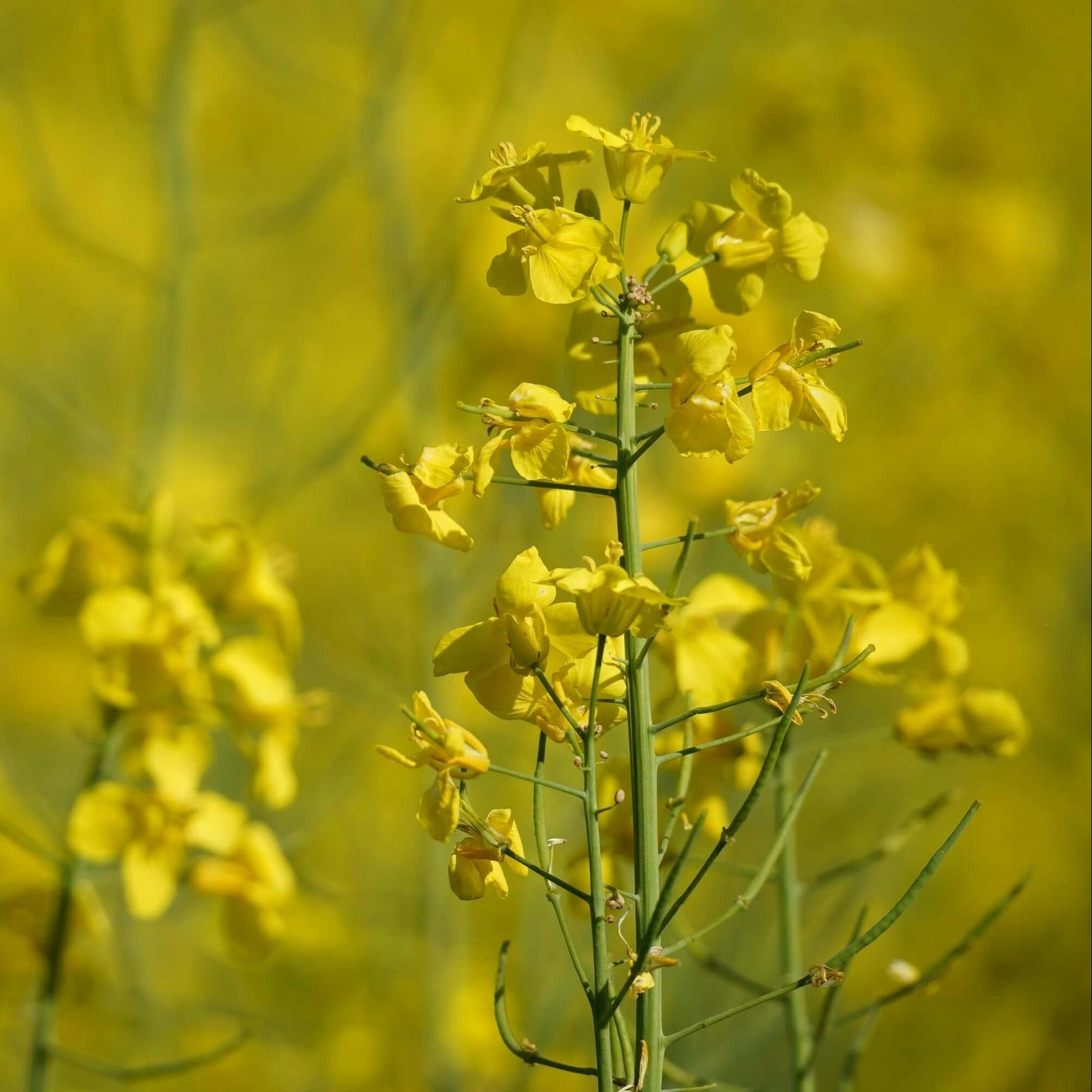 Deutscher Honig - Rapshonig