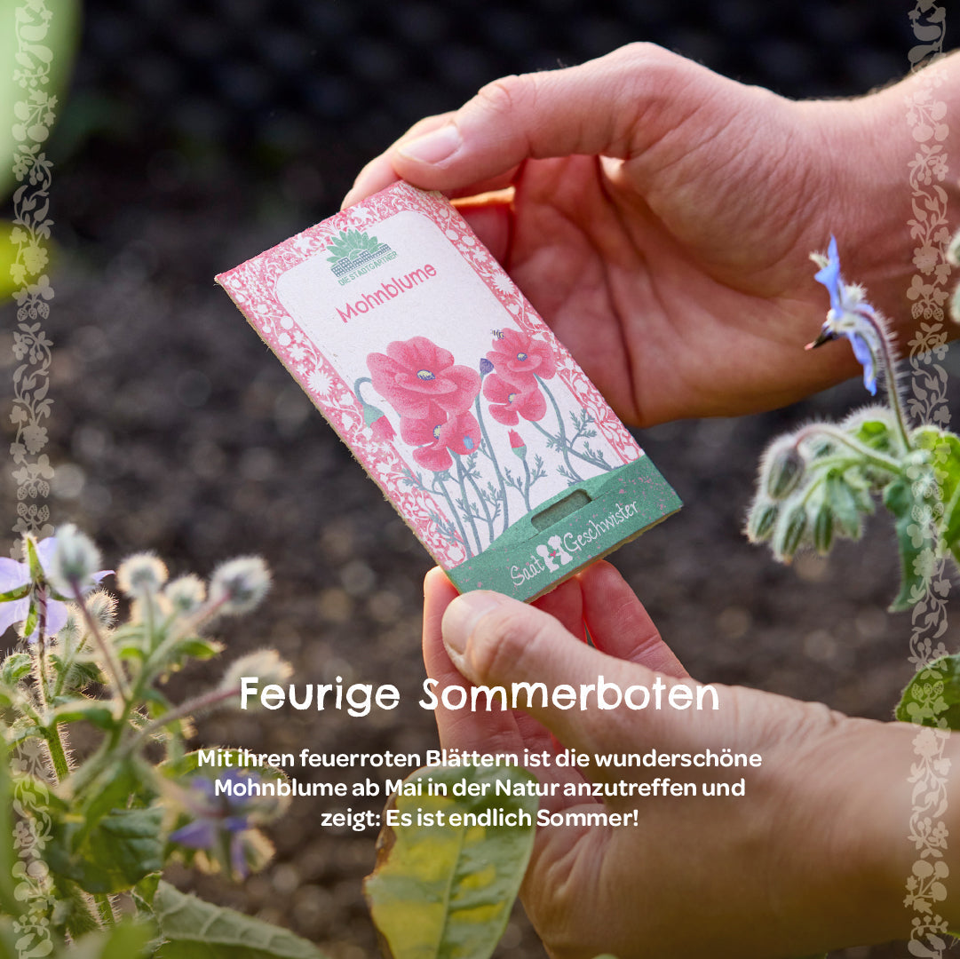Saatgut Mohnblume